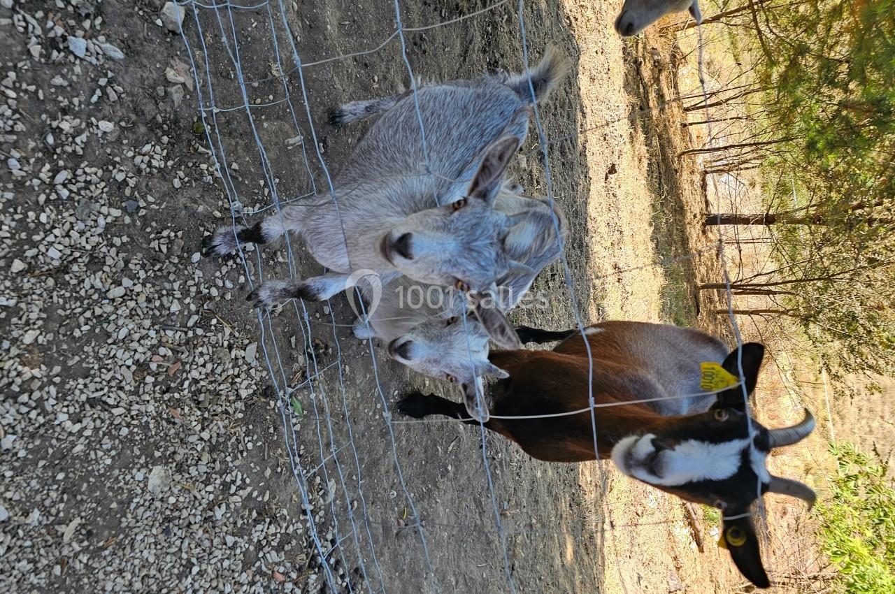Domaine de Massoulac - galerie - photo 22