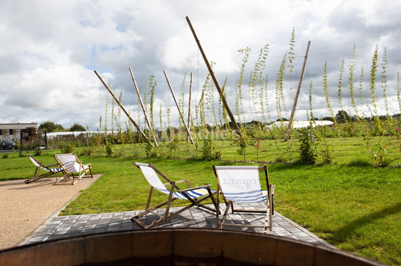 Chaises longues installées sur une terrasse en bois, face à un champ de houblon sous un ciel partiellement nuageux.
