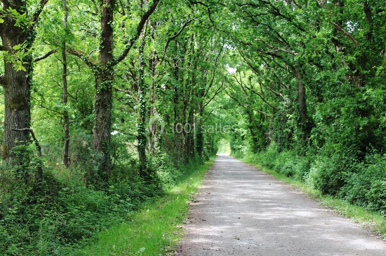 Chemin de terre bordé d'arbres verdoyants formant une voûte naturelle dans un paysage forestier.