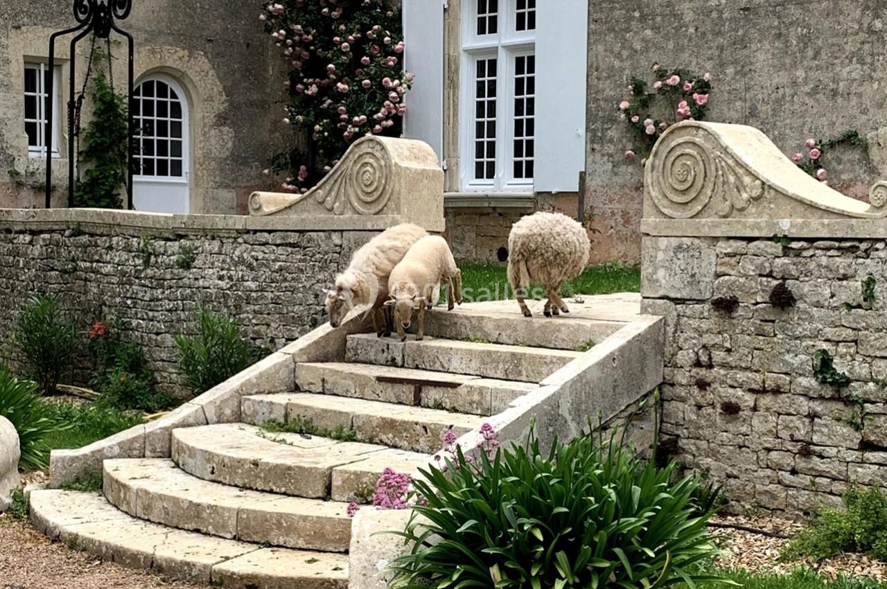 Trois moutons descendent un escalier en pierre dans un jardin devant une maison ancienne avec des murs fleuris.
