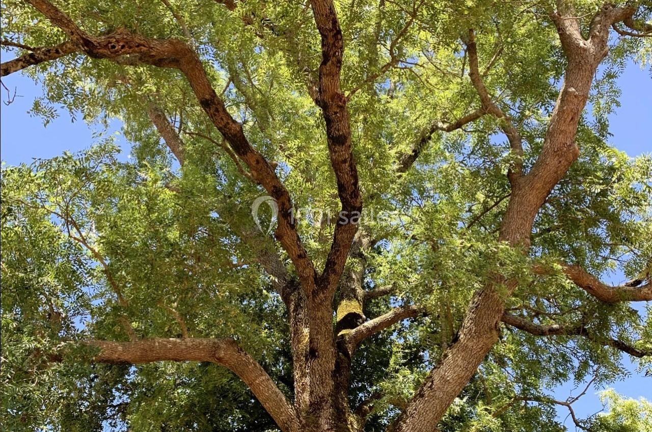 Arbre au tronc large et branches étendues, couvert de feuillage vert, sous un ciel bleu clair.