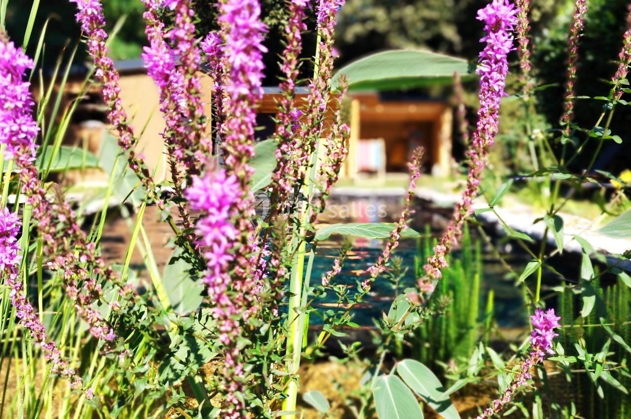Plante aux fleurs violettes élancées poussant dans un jardin ensoleillé avec un bâtiment flou en arrière-plan.