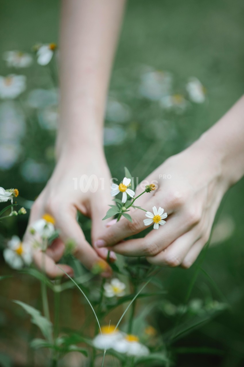 Mains cueillant délicatement de petites fleurs blanches dans un champ verdoyant.