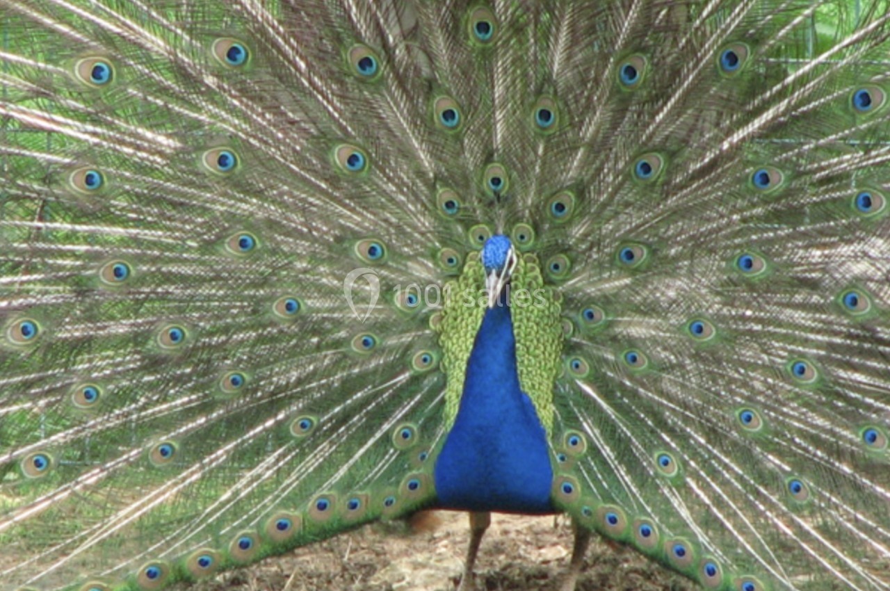 Paon avec plumage déployé, montrant des motifs colorés en forme d'yeux sur ses plumes dans un environnement naturel.
