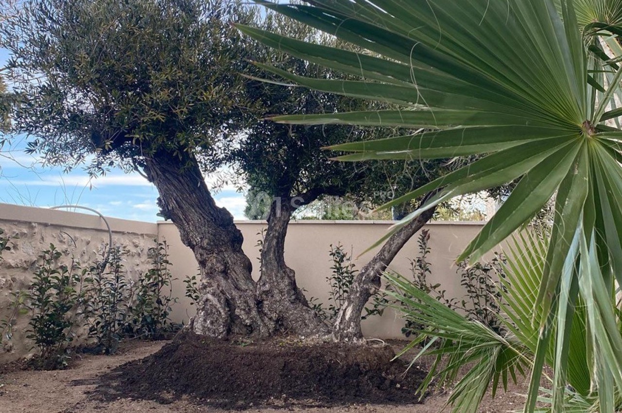 Un olivier ancien planté dans un jardin, entouré de palmiers et d'un mur en pierre beige.
