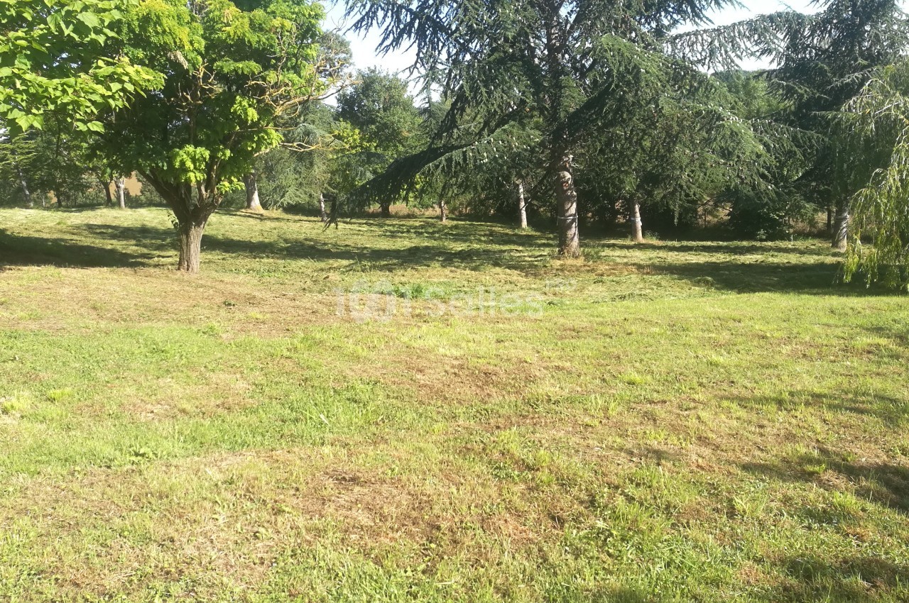 Pelouse fraîchement tondue entourée d'arbres dans un espace verdoyant et ensoleillé.