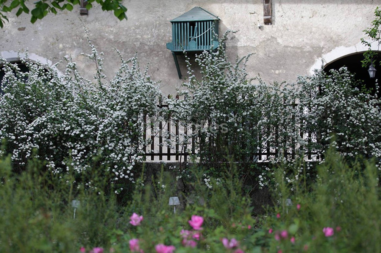 Façade ancienne avec balcon en bois turquoise, haie de fleurs blanches et parterre de roses au premier plan.