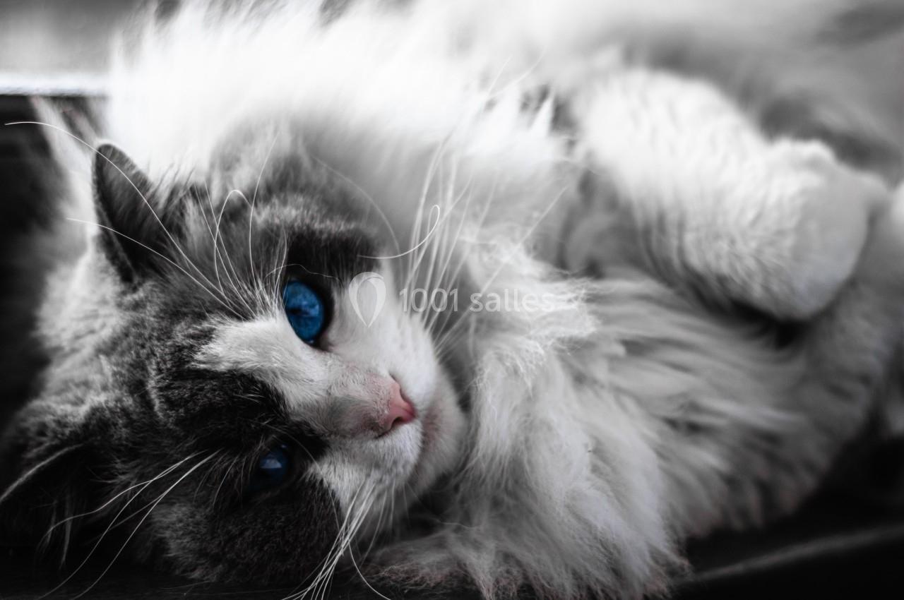 Chat aux yeux bleus allongé sur le côté, entouré de fourrure blanche et grise, regardant vers l'objectif.