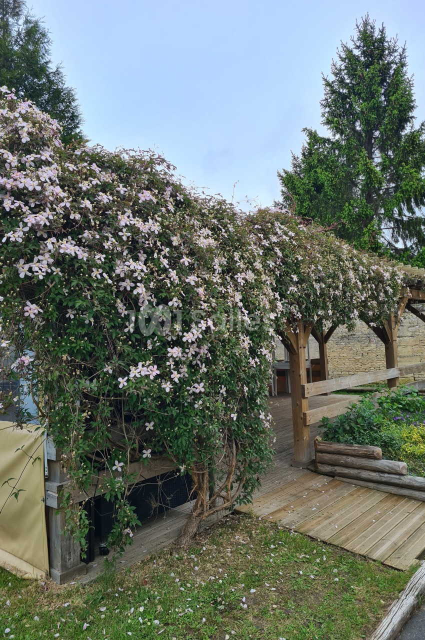 Pergola en bois recouverte de fleurs grimpantes roses, entourée de verdure et d'un jardin.