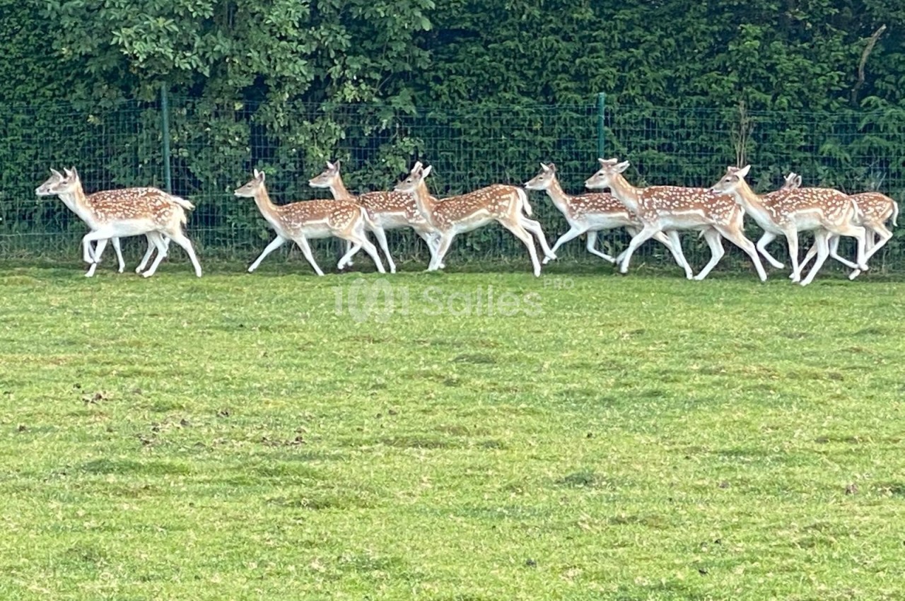 Un groupe de daims tachetés marche sur une pelouse verte devant une haie dense.