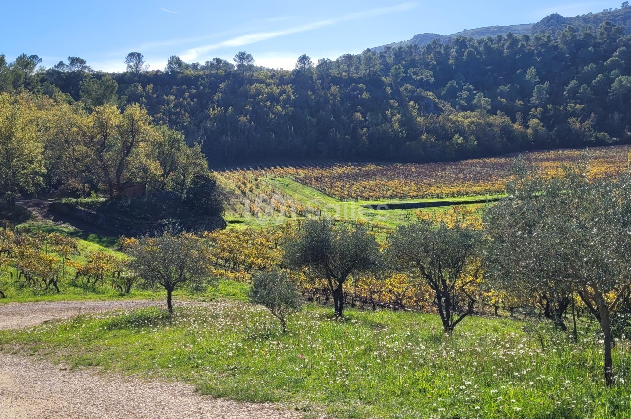 Paysage de vignobles vallonnés entourés de forêt, avec un chemin de terre et des oliviers au premier plan.