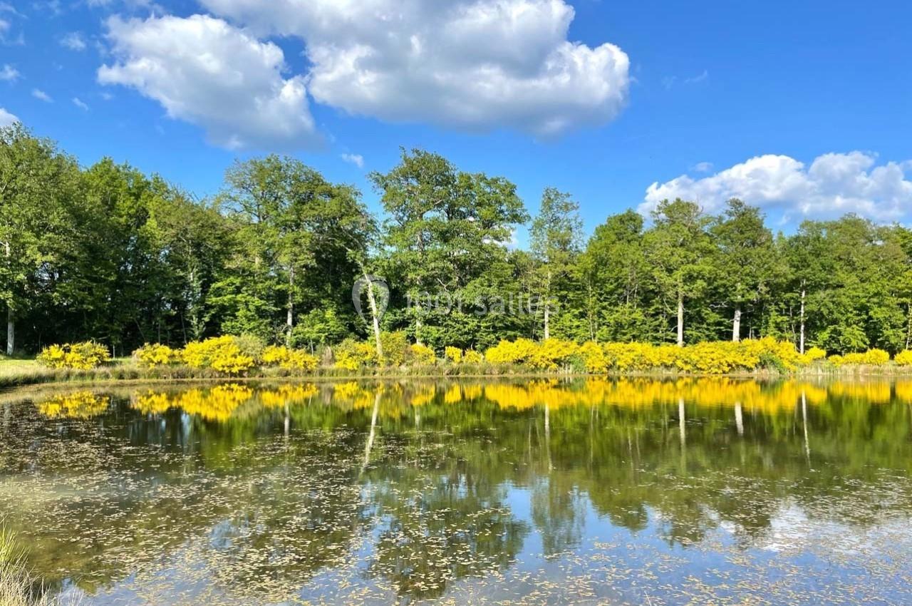 Étang entouré d'arbres et de buissons fleuris jaunes, reflétant un ciel bleu parsemé de nuages.
