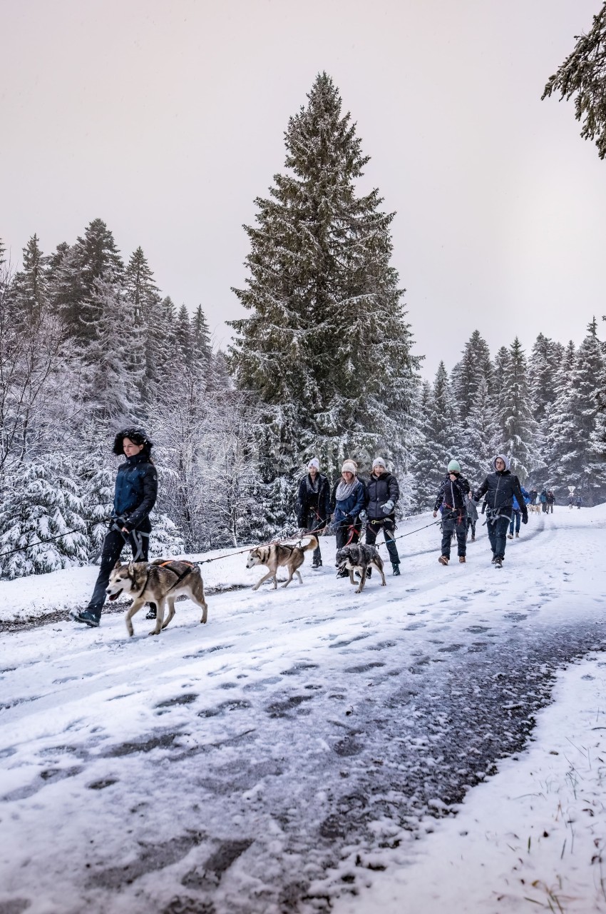 Un groupe de personnes marche sur un chemin enneigé entouré de sapins, accompagné de chiens de traîneau.