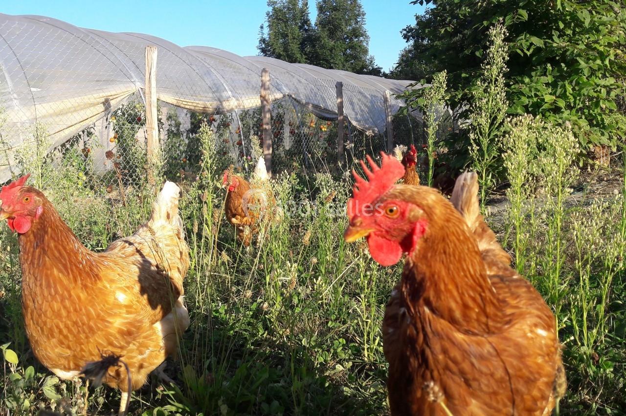 Poules rousses se déplaçant dans un enclos herbeux près de tunnels agricoles sous un ciel dégagé.