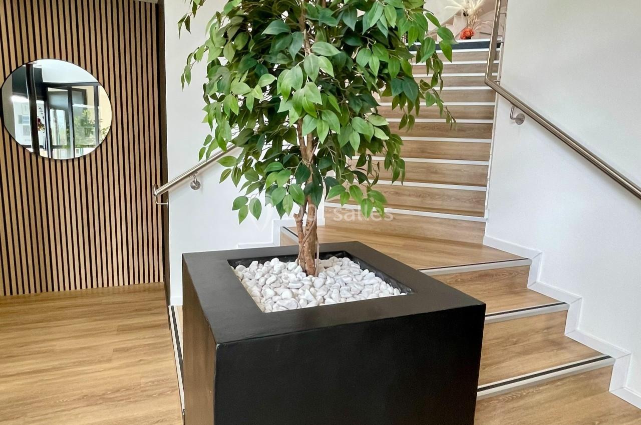 Plante verte en pot noir avec des galets blancs, placée près d'un escalier en bois dans un espace intérieur lumineux.