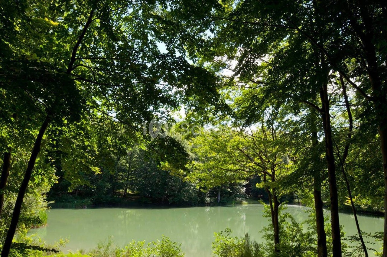 Étang entouré d'arbres verdoyants sous un ciel partiellement dégagé.