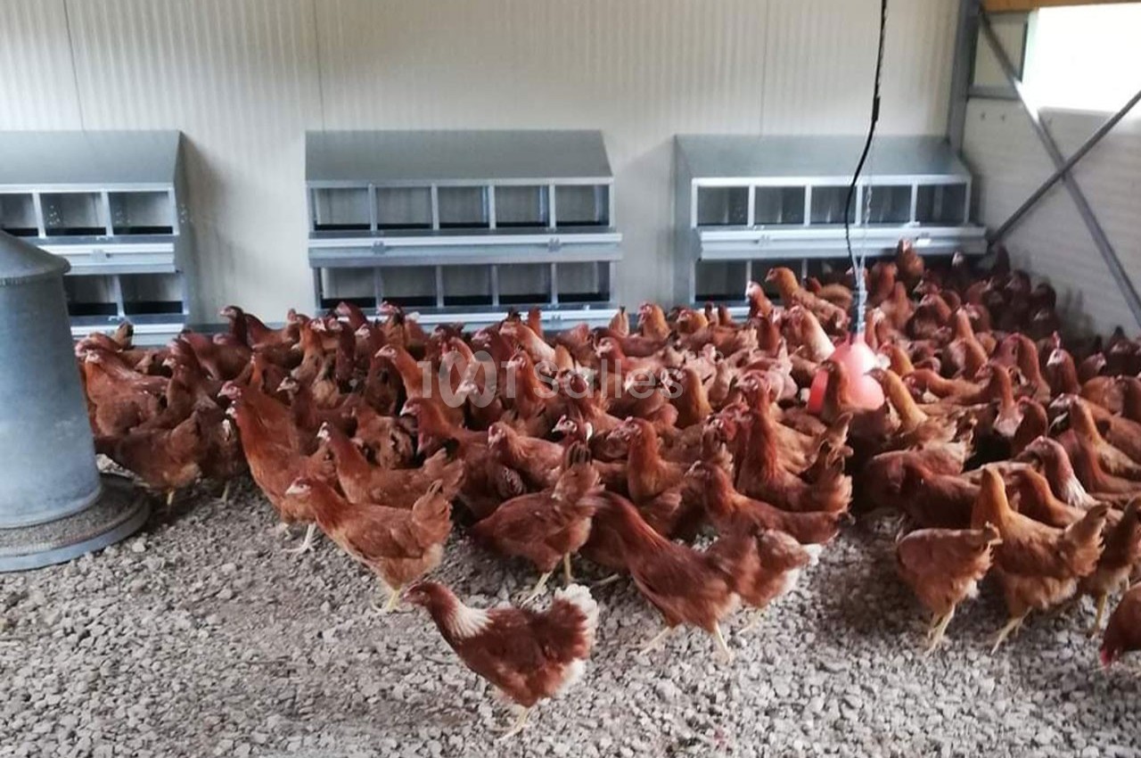 Poules rousses regroupées dans un poulailler spacieux avec perchoirs et pondoirs alignés contre le mur.