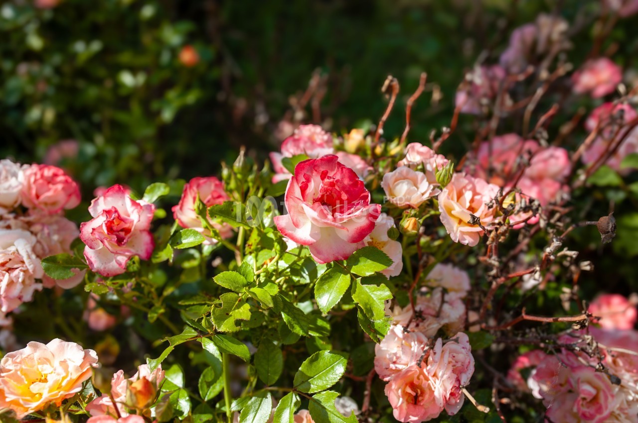 Buisson de roses roses et blanches en pleine floraison, éclairé par la lumière naturelle.