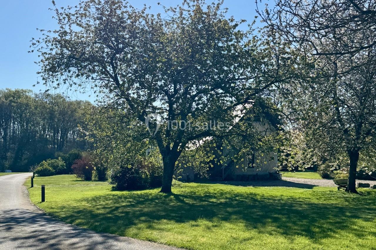 Arbre au feuillage dense sur une pelouse ensoleillée, avec un chemin et des arbres en arrière-plan.