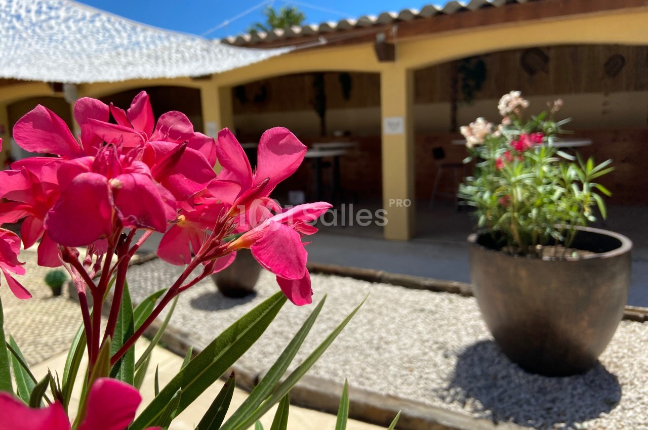 Fleurs roses en gros plan devant une terrasse couverte, avec des pots de plantes et un ciel bleu en arrière-plan.