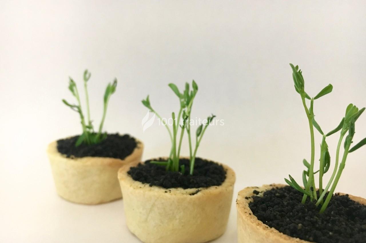 Jeunes pousses vertes plantées dans des petits contenants comestibles remplis de terre noire.