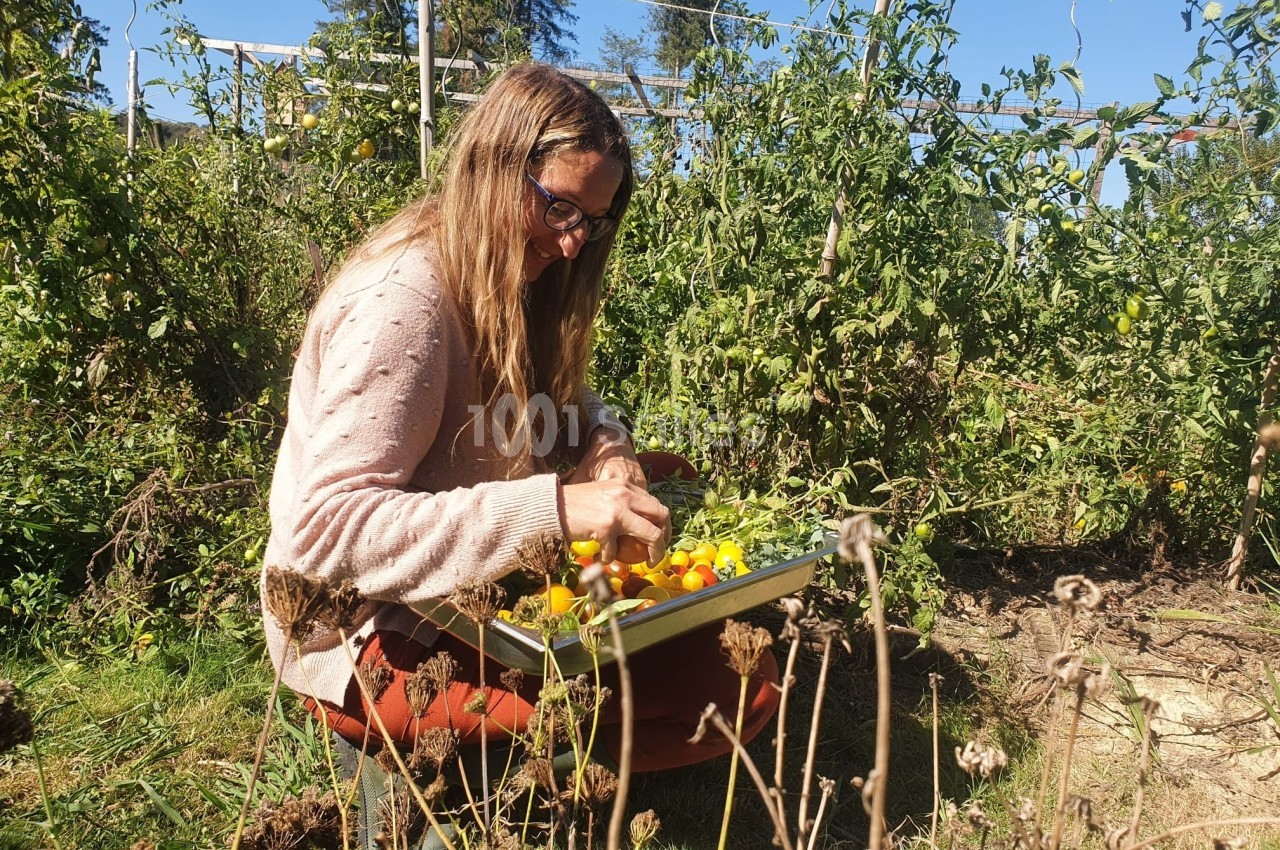 Une femme cueille des tomates dans un jardin, tenant un plateau rempli de légumes sous un ciel ensoleillé.