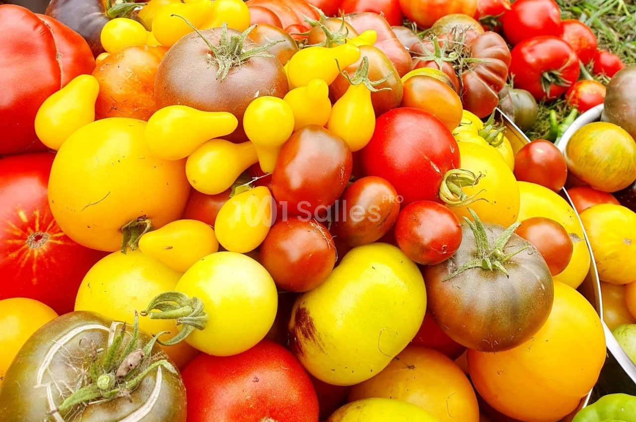 Tomates variées de différentes formes et couleurs, allant du rouge au jaune, disposées en tas.