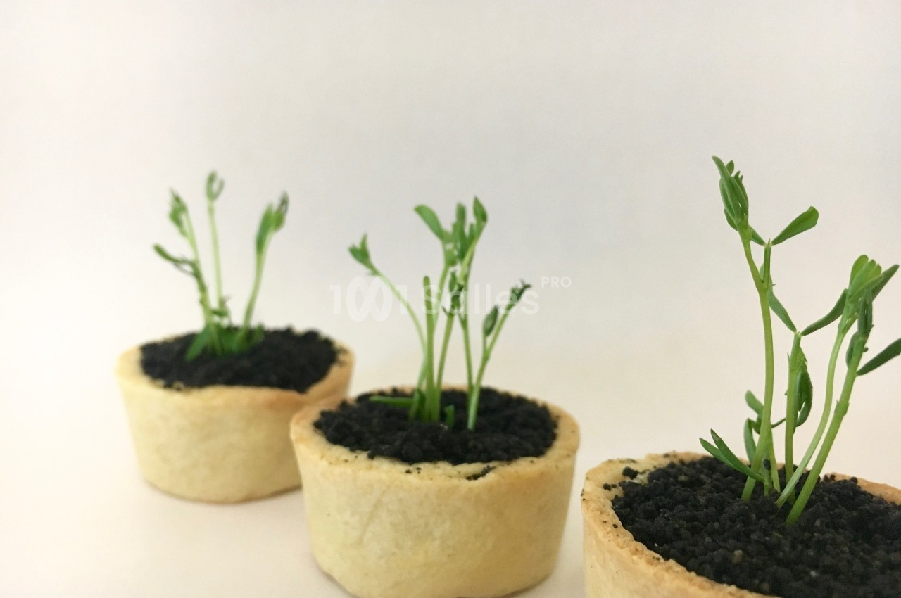 Jeunes pousses vertes plantées dans des petits contenants comestibles remplis de terre noire.
