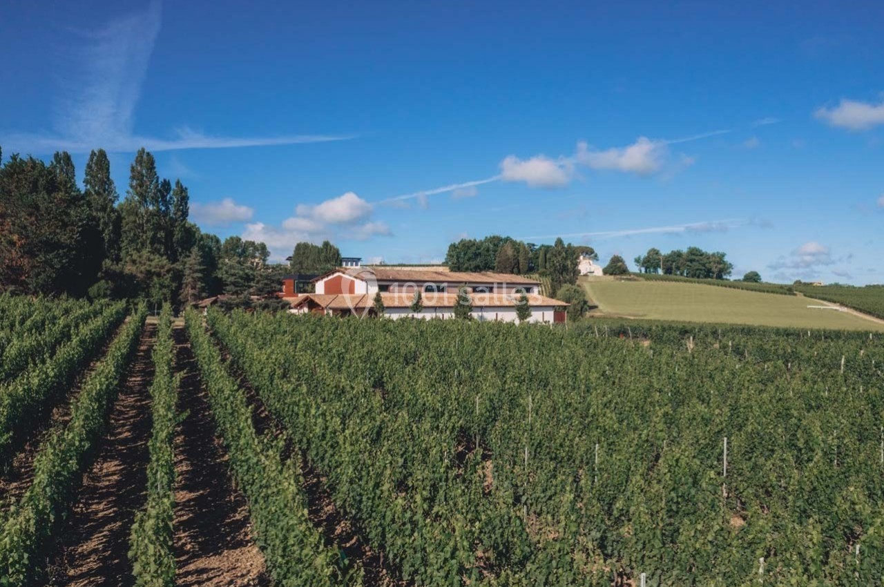Vignoble verdoyant avec un bâtiment au centre, entouré de collines sous un ciel bleu dégagé.