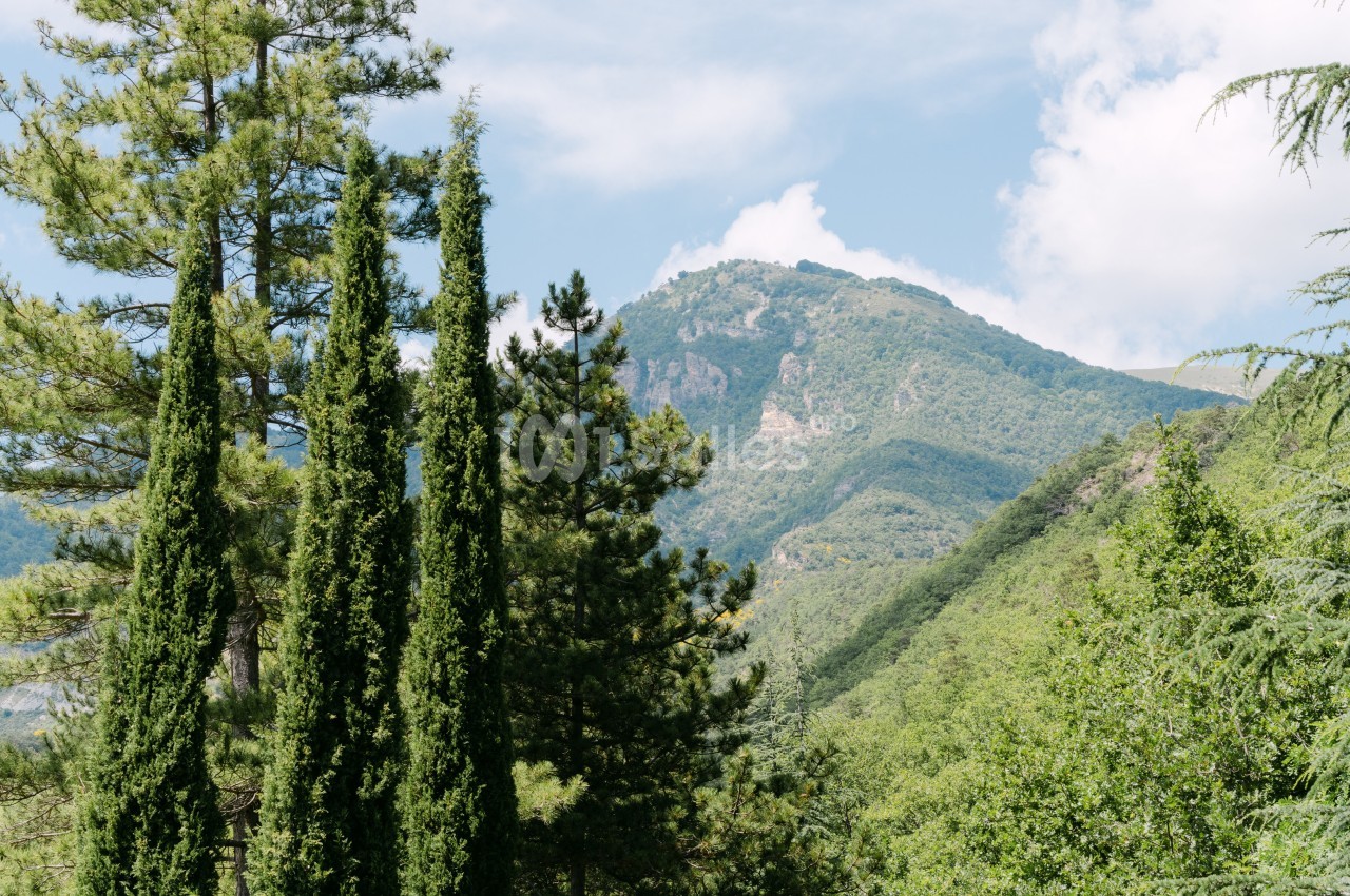 Paysage de montagne verdoyante avec des arbres élancés au premier plan et un ciel partiellement nuageux.