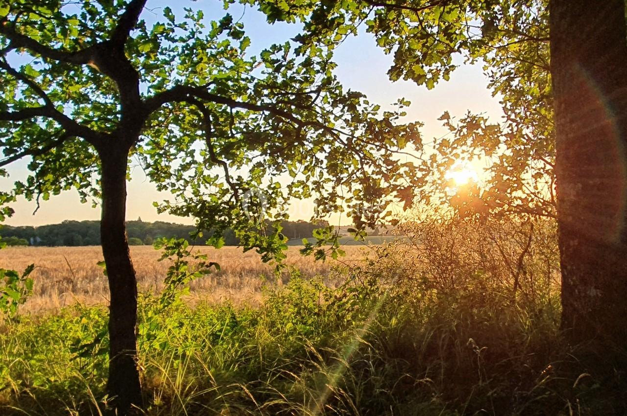 Champ ensoleillé bordé d'arbres, avec des rayons de soleil traversant le feuillage au premier plan.