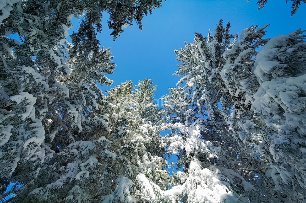 Cimes d'arbres enneigés sous un ciel bleu clair, vue depuis le sol.