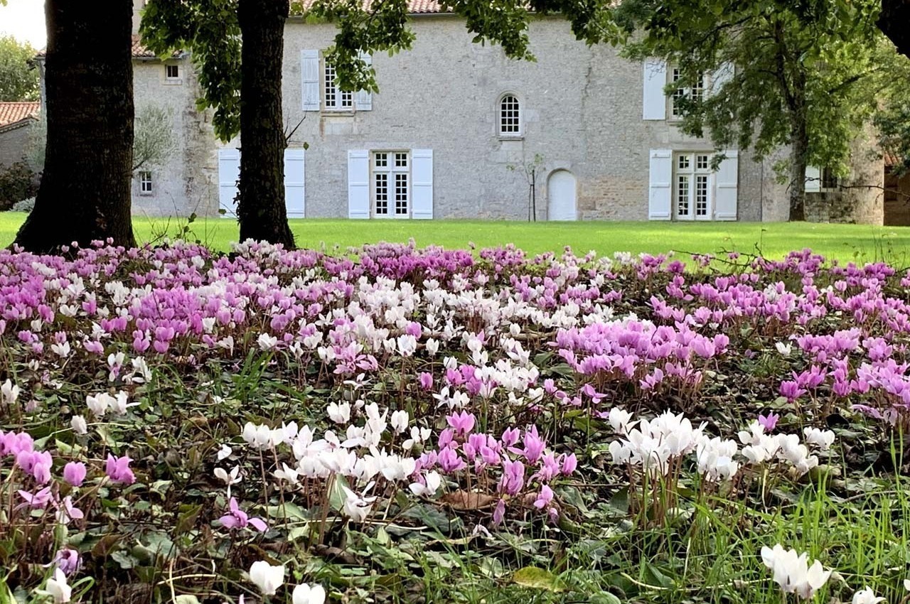 Champ de cyclamens roses et blancs sous des arbres, avec une maison en pierre et des volets blancs en arrière-plan.