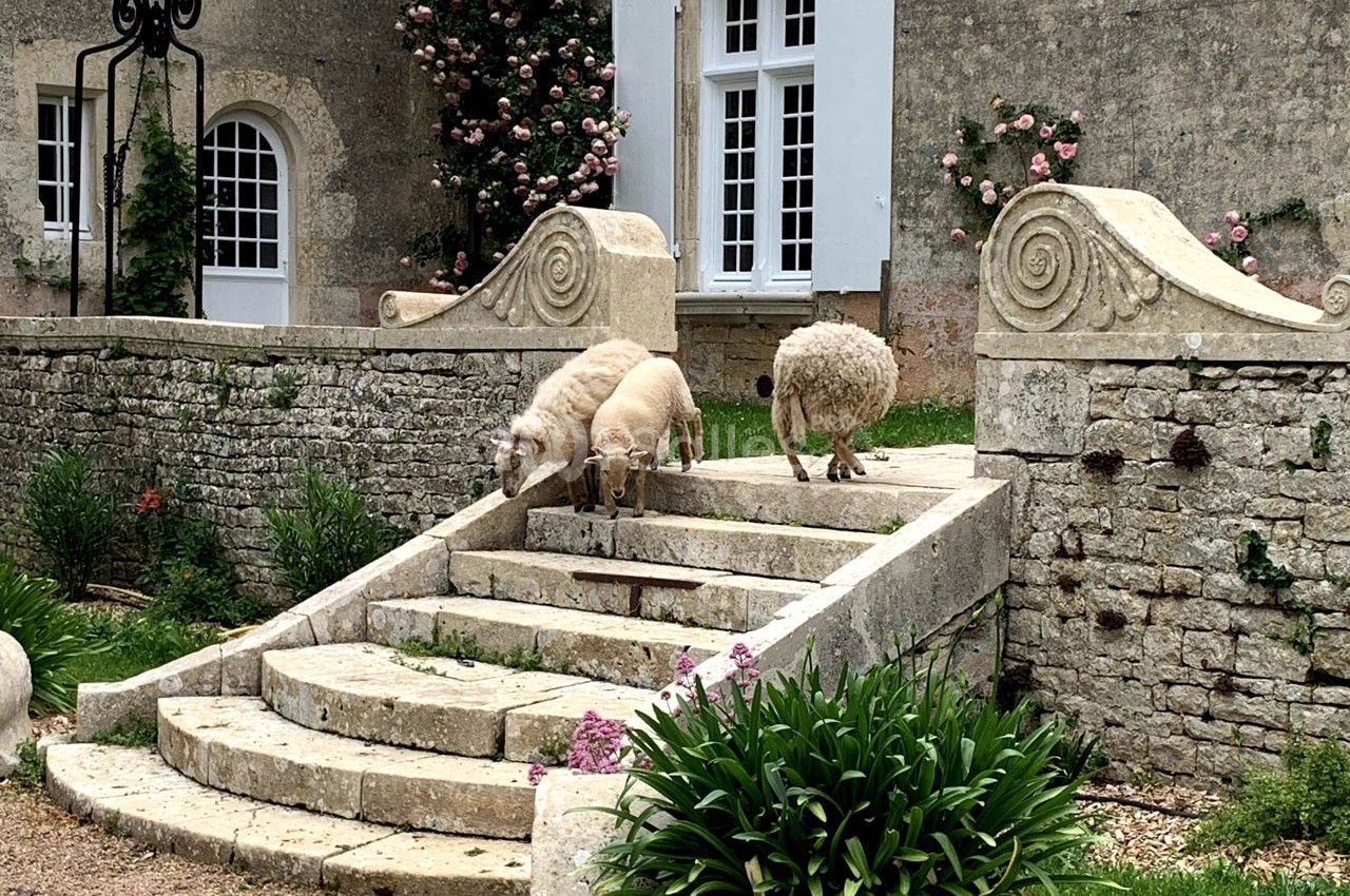 Trois moutons descendent un escalier en pierre devant une maison ancienne avec des murs ornés de rosiers.