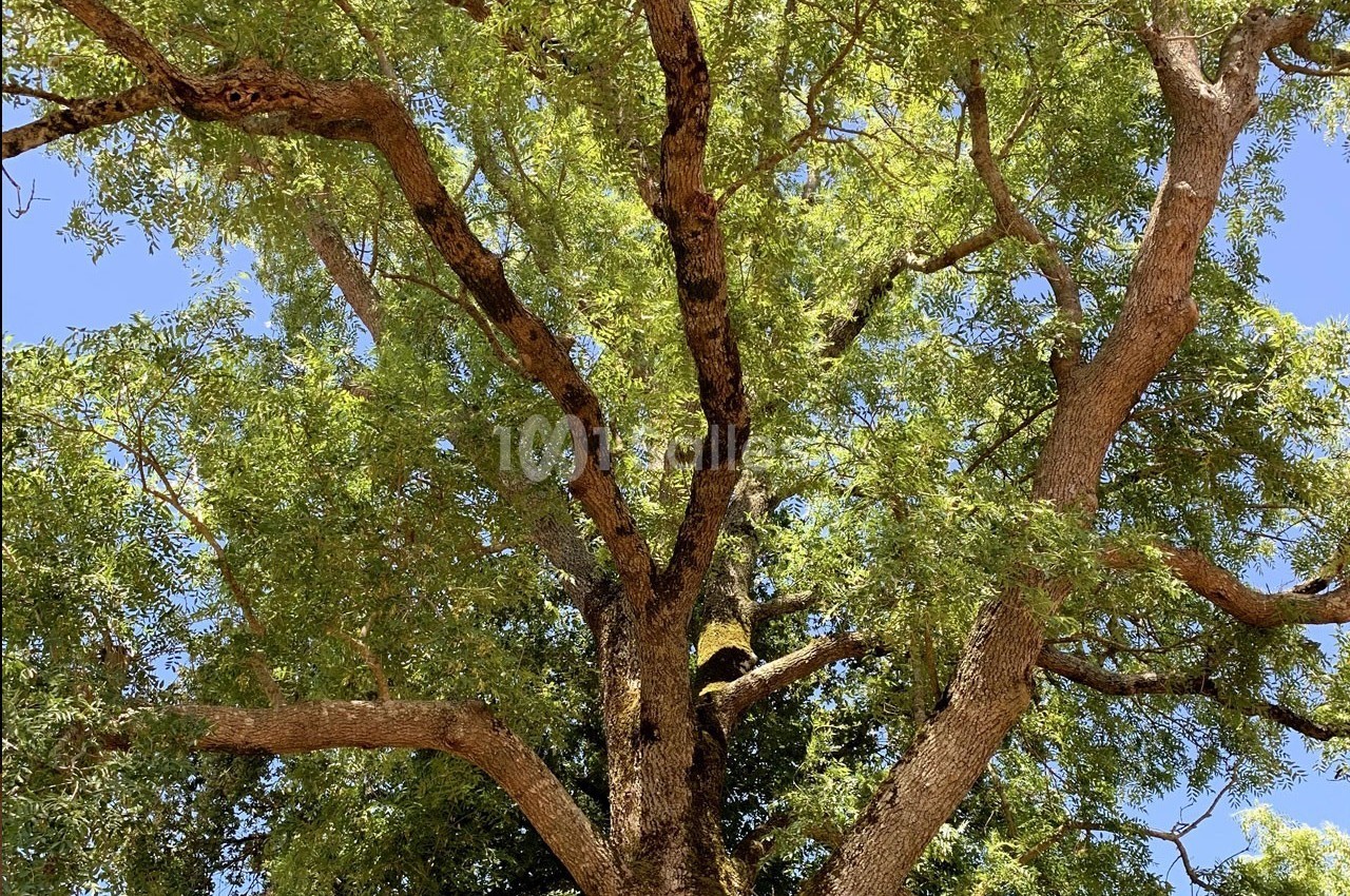 Arbre au tronc robuste et branches étendues, couvert de feuillage vert sous un ciel bleu clair.