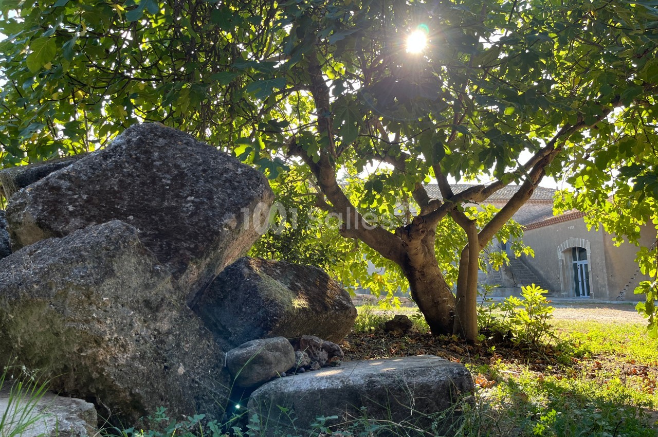 Lumière du soleil traversant les branches d'un figuier près de rochers et d'une maison en arrière-plan.