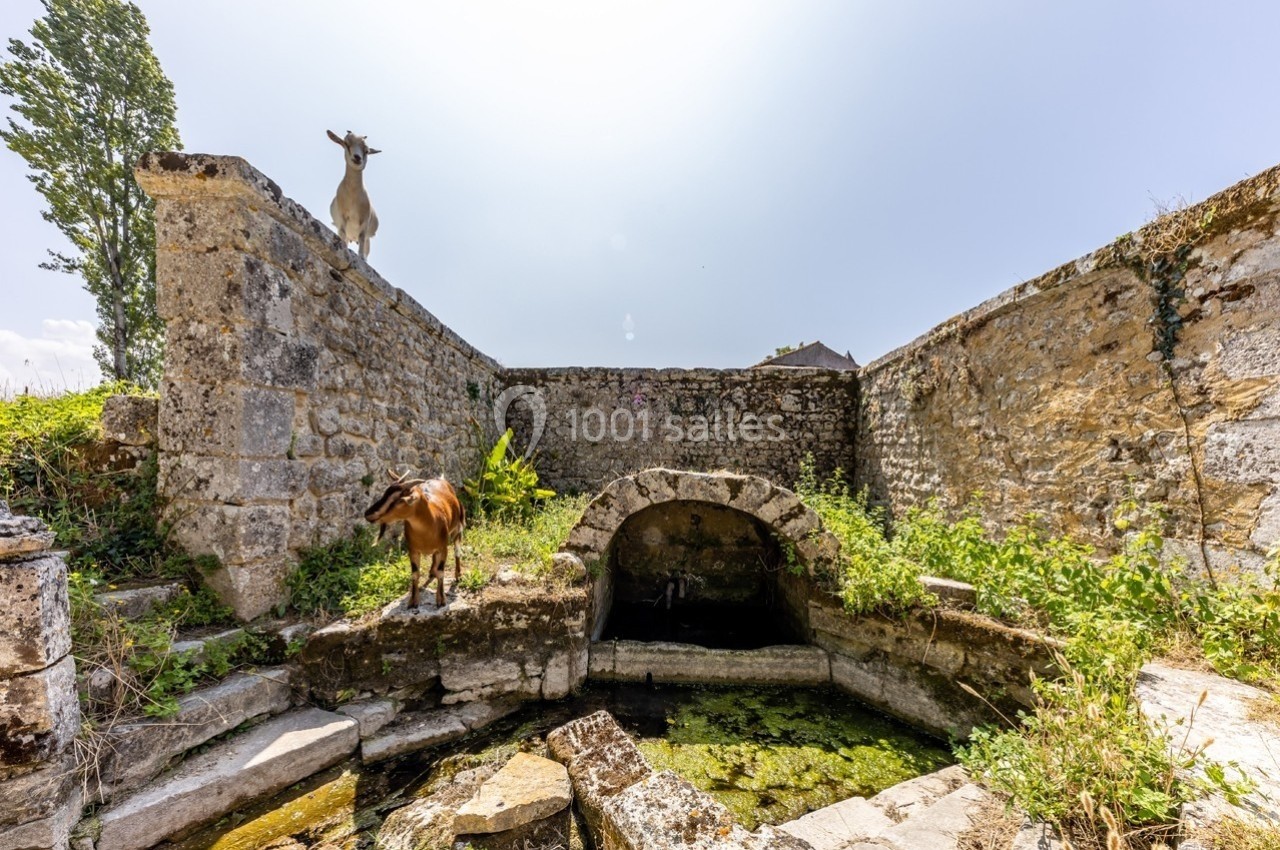 Deux chèvres dans une ruine en pierre, l'une sur un mur et l'autre près d'une source d'eau entourée de végétation.