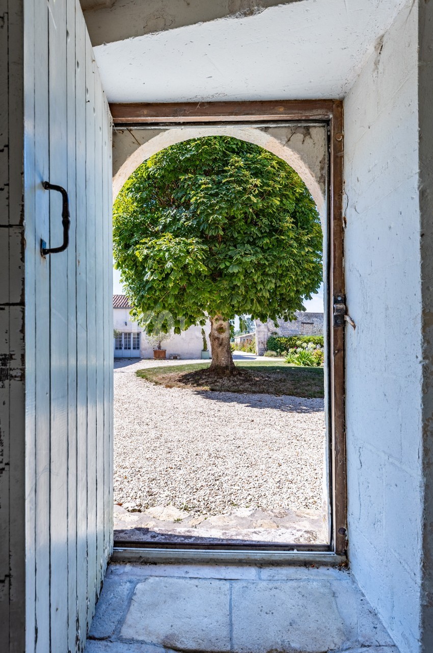 Vue depuis une porte ouverte sur une cour en gravier avec un grand arbre au centre et des bâtiments en arrière-plan.