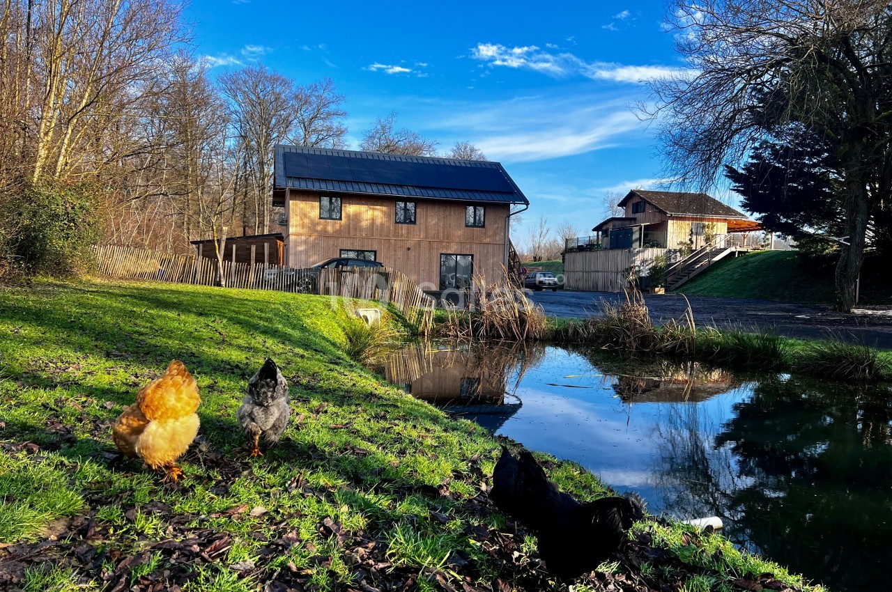 Trois poules picorent sur une pelouse près d'un étang, avec des maisons en bois et des arbres en arrière-plan.
