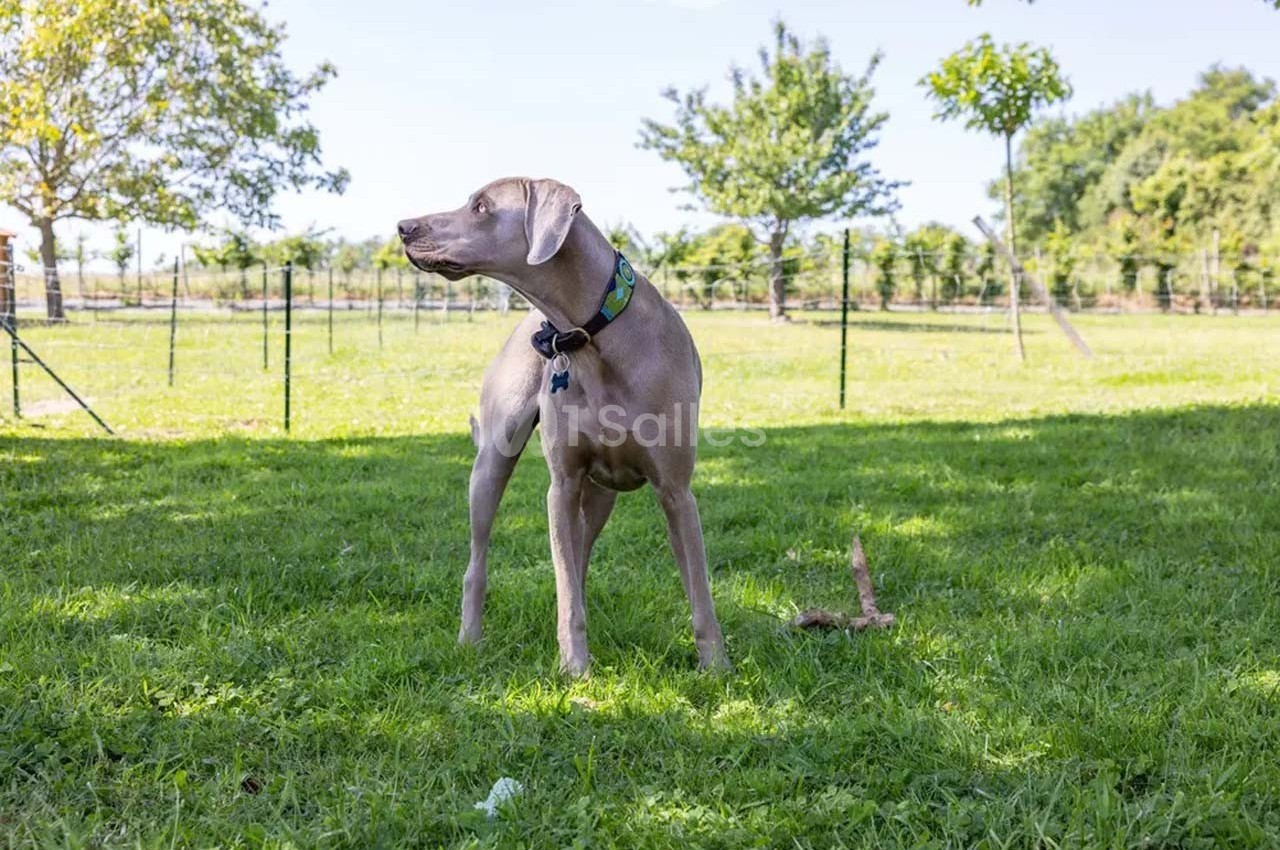 Chien gris debout sur une pelouse, regardant sur le côté, avec des arbres et une clôture en arrière-plan.