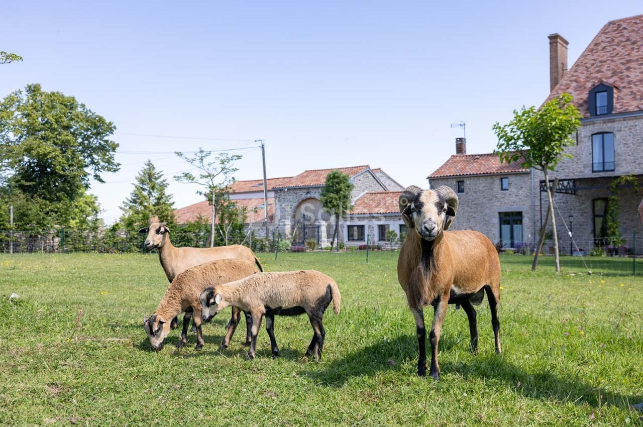 Des moutons broutent dans un pré verdoyant devant des bâtiments en pierre sous un ciel dégagé.