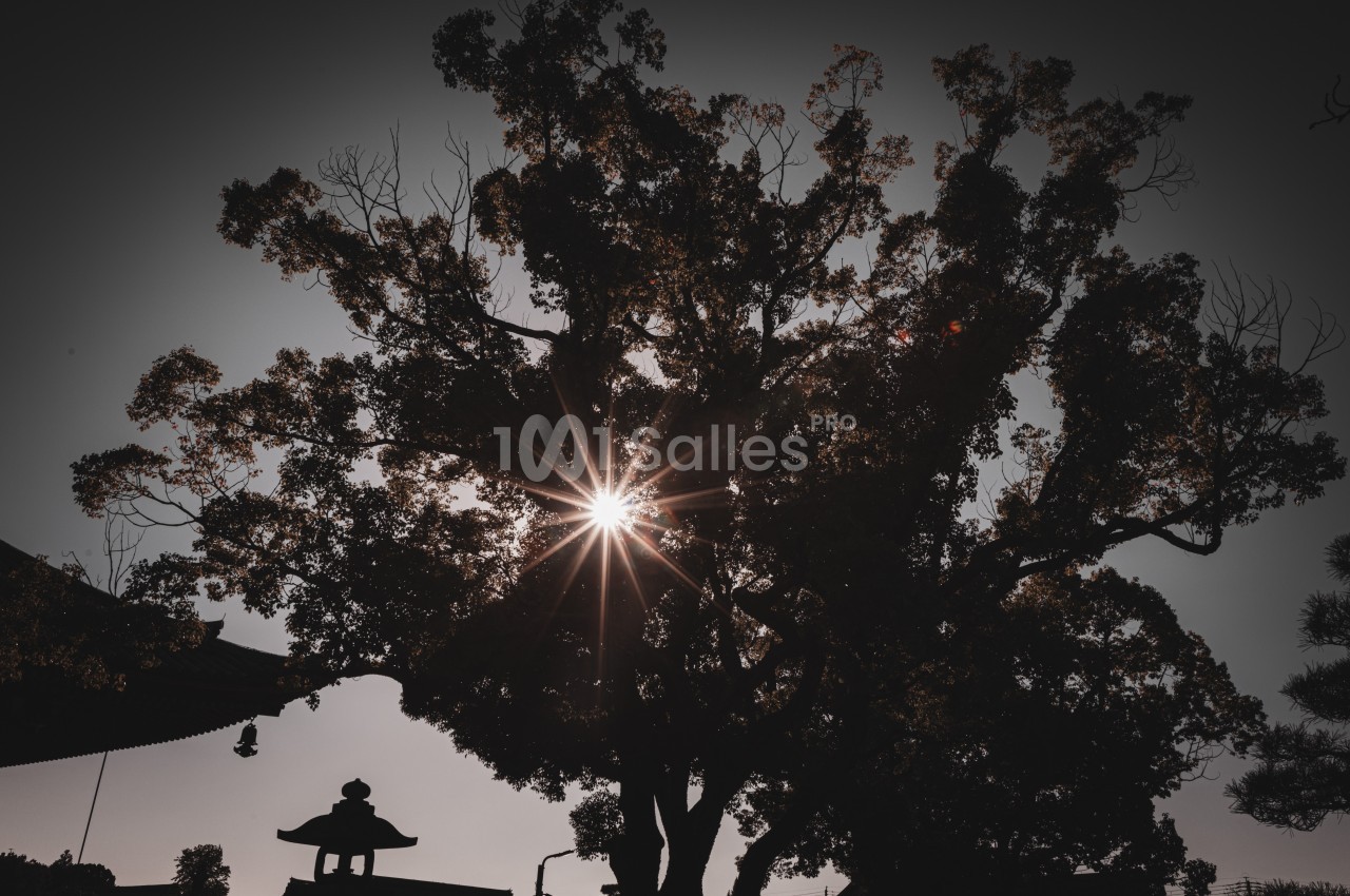 Soleil traversant les branches d'un grand arbre, créant un effet de halo lumineux dans un paysage sombre.