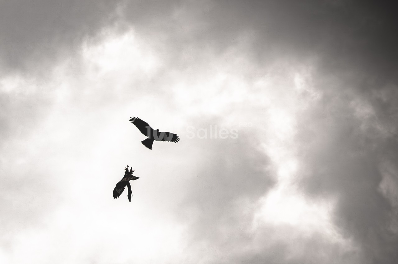 Deux oiseaux en plein vol dans un ciel nuageux, l'un semblant poursuivre l'autre.