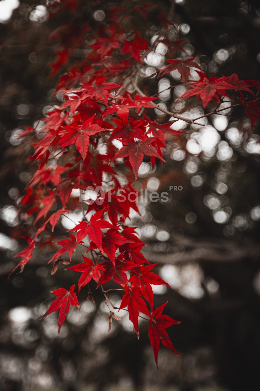 Feuilles d'érable rouge vif accrochées à une branche, avec un arrière-plan flou d'arbres sombres.