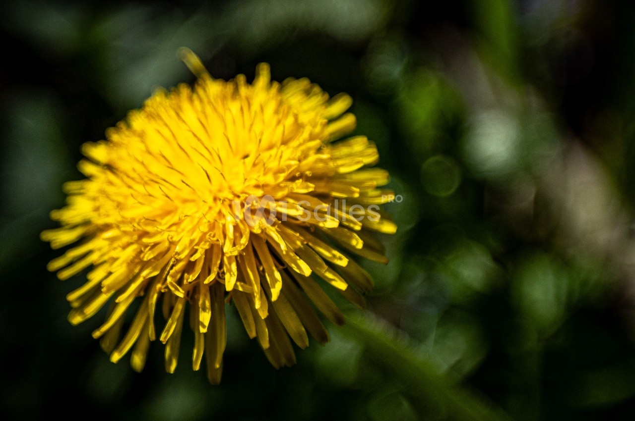 Fleur de pissenlit jaune en gros plan, avec un arrière-plan flou de verdure.