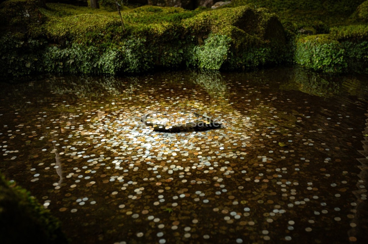 Pièce d'eau peu profonde recouverte de nombreuses pièces de monnaie, entourée de mousse et de végétation.