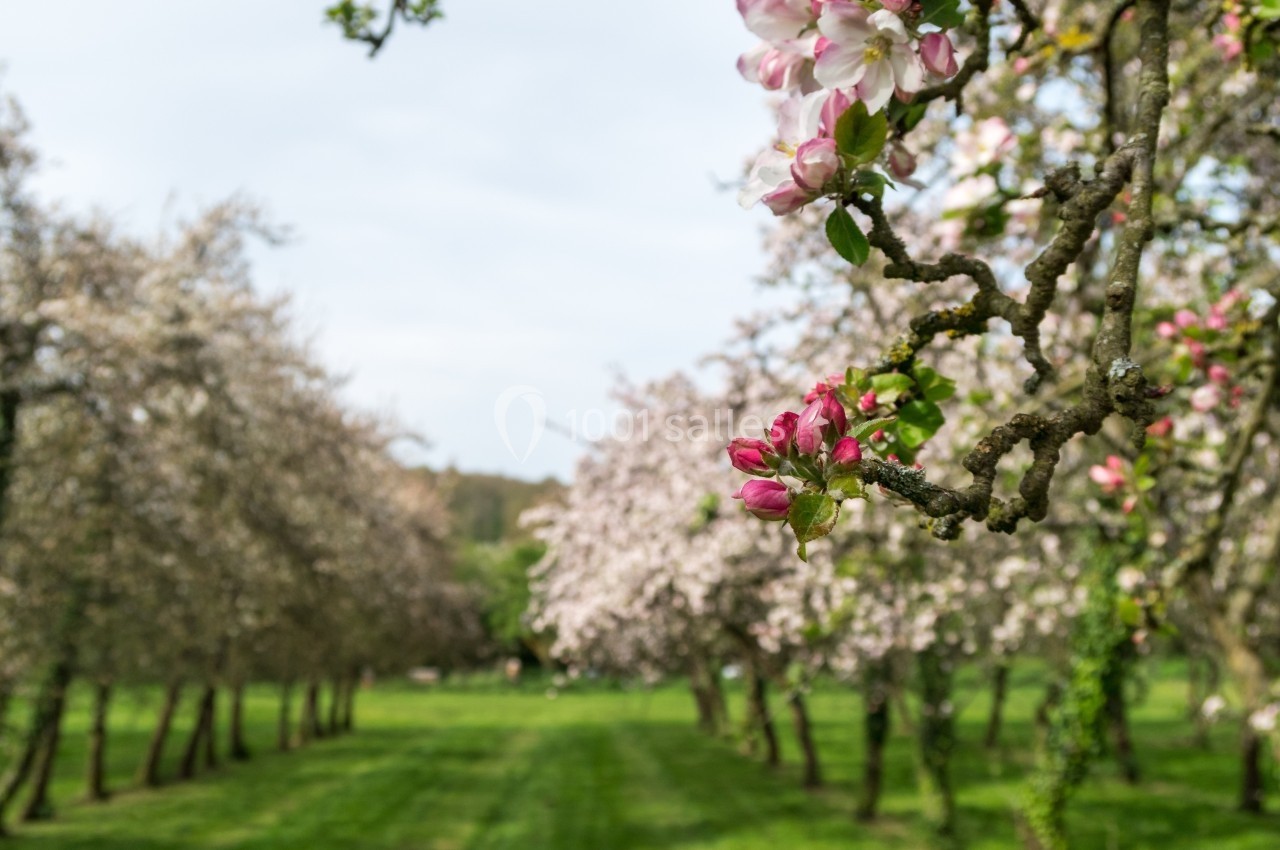 Vergers en fleurs avec des arbres fruitiers alignés et des bourgeons roses au premier plan sur une pelouse verte.