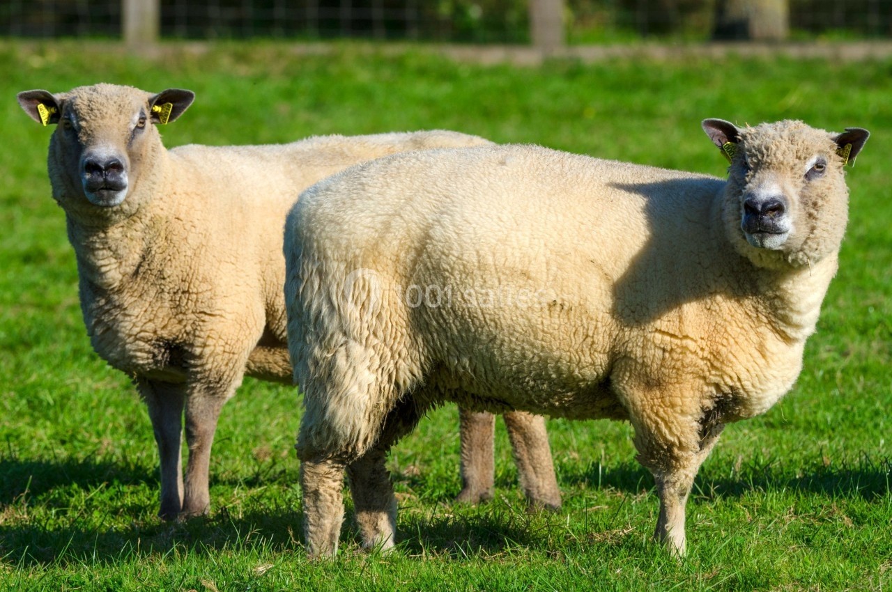 Deux moutons à la laine épaisse se tiennent dans un pré verdoyant, avec une clôture visible en arrière-plan.