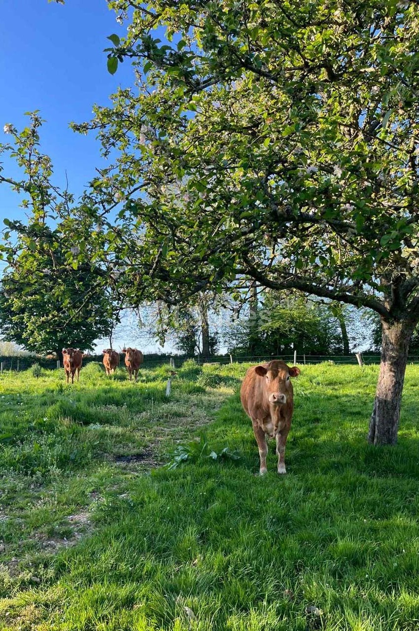 Des vaches broutent dans un pré verdoyant sous des arbres, par une journée ensoleillée.