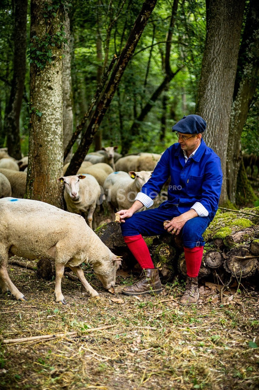 Un berger assis sur un tronc d'arbre caresse un mouton dans une forêt entourée de son troupeau.